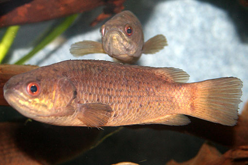 LUFTAUSSTRÖMER AQUARIUM SAND Stein Natur Ausströmer Belüfter