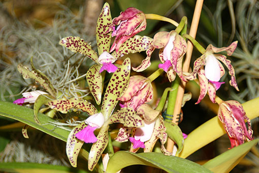 Semi Alba Orchidee Topf Pflanze Zimmer L264 1x Frisch Cattleya guttata var 