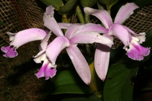 intermedia orchideenzauber cattleya orchideen zauber