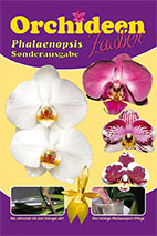 Phalaenopsis-Titel, Falterorchideen-Titel
